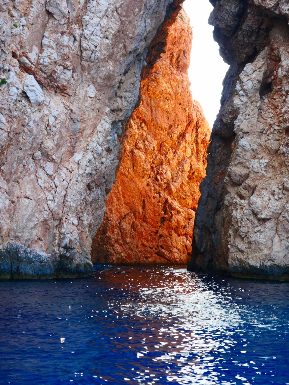 The Fogorellis Go Feral