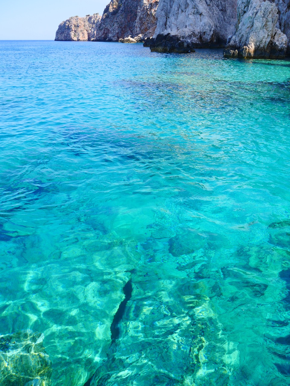 The Fogorellis Go Feral