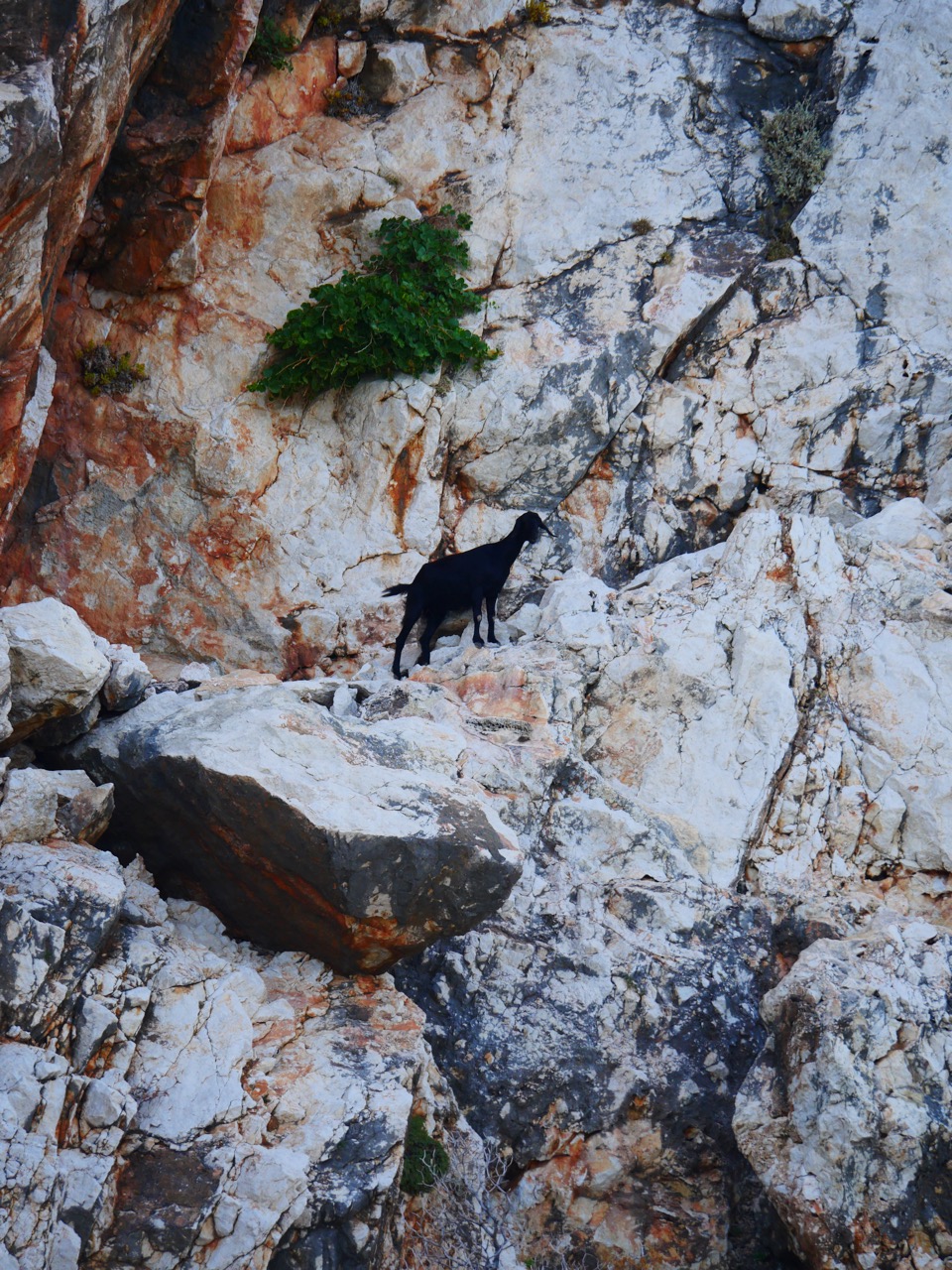 The Fogorellis Go Feral