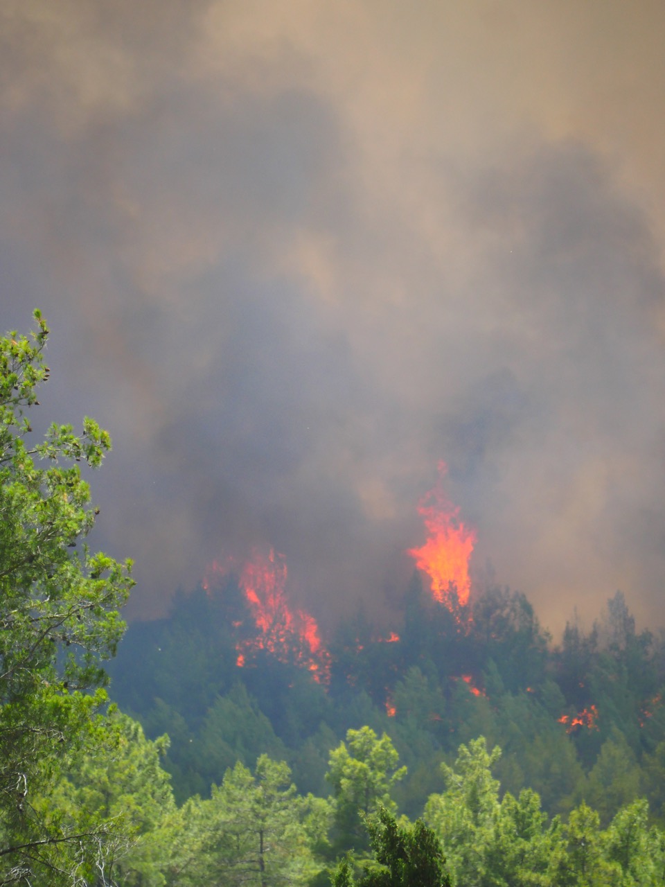 The Fogorellis Go Feral