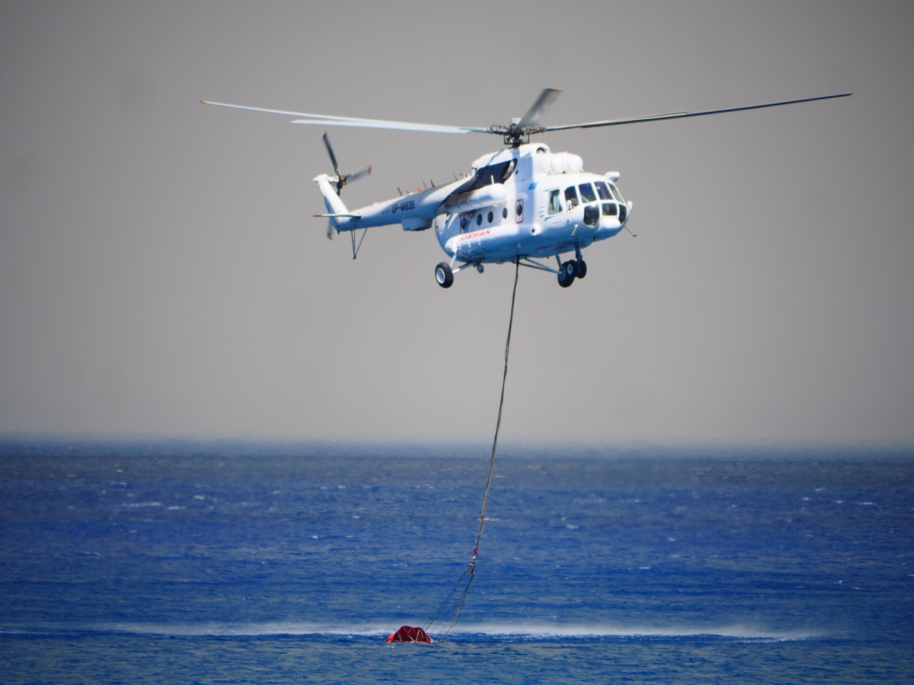 The Fogorellis Go Feral