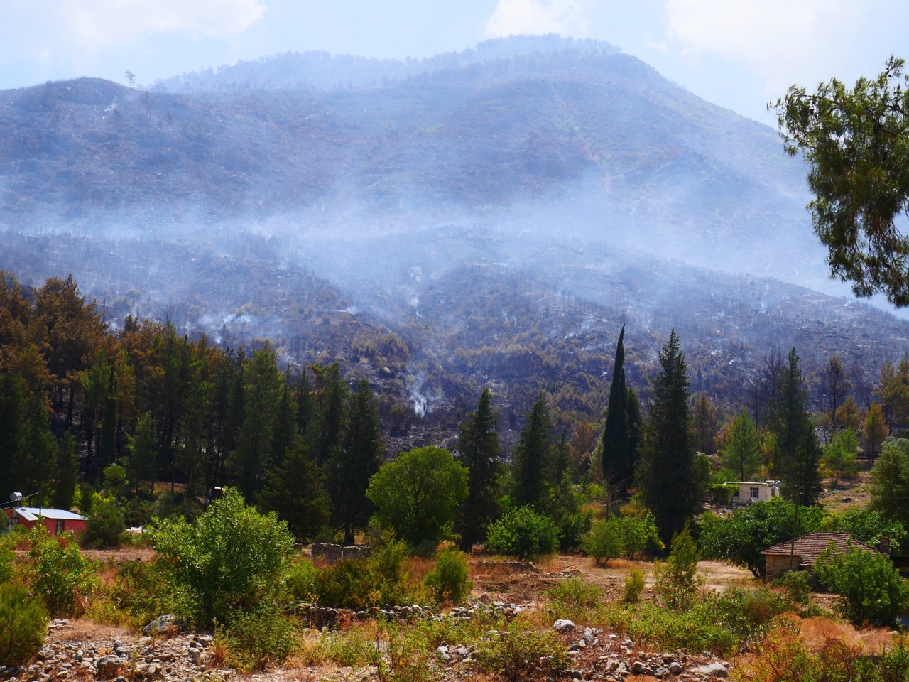 The Fogorellis Go Feral