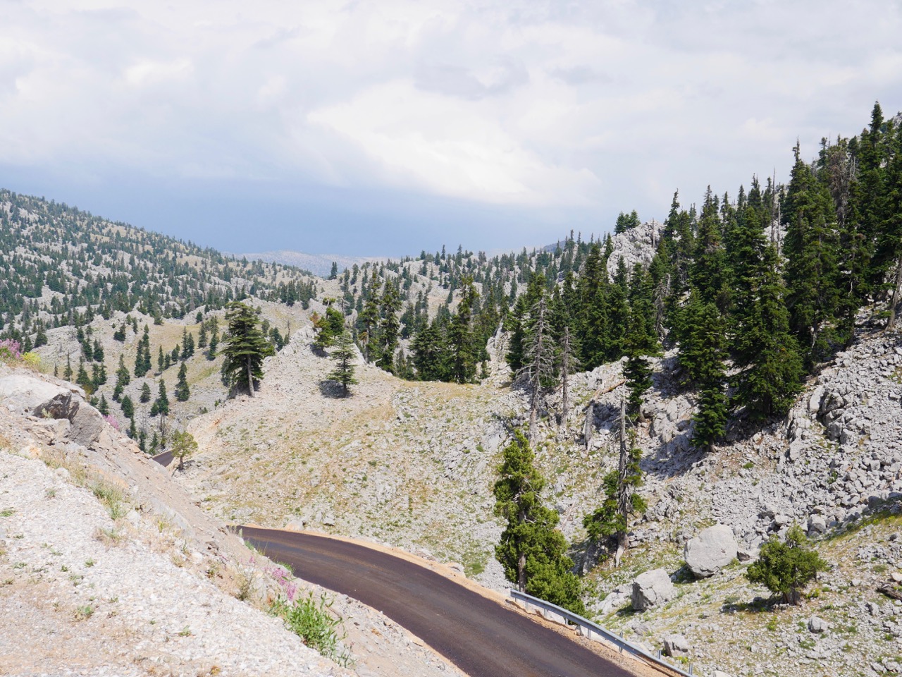 The Fogorellis Go Feral