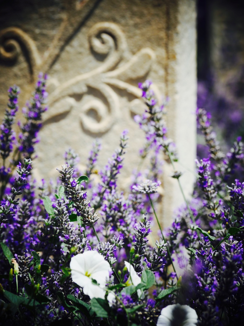 The Fogorellis Go Feral