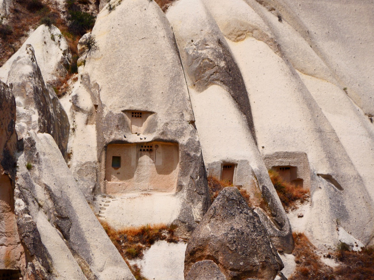 The Fogorellis Go Feral