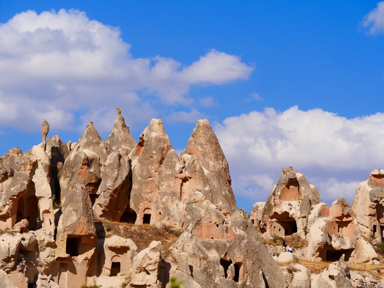 The Fogorellis Go Feral