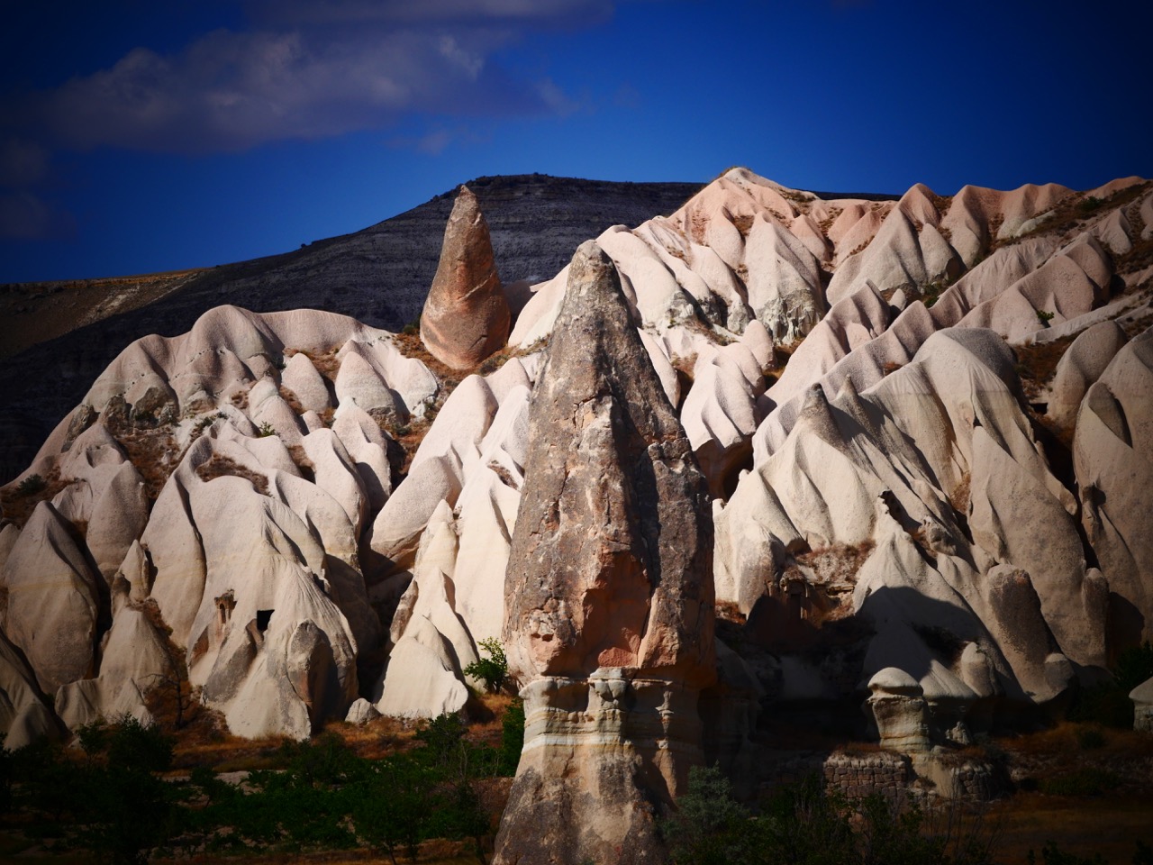 The Fogorellis Go Feral