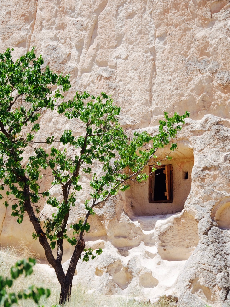 The Fogorellis Go Feral