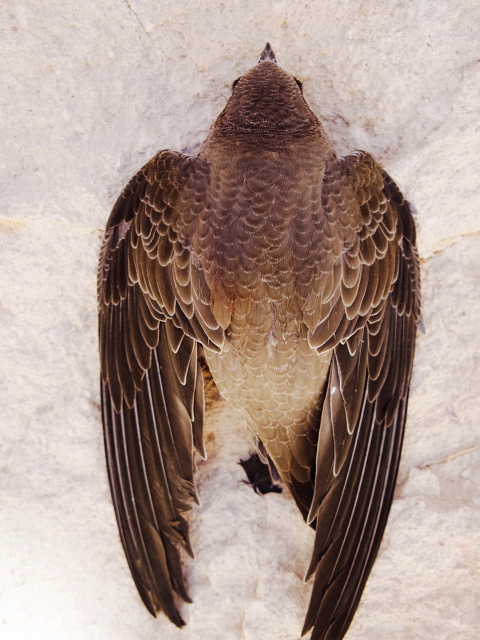 The Fogorellis Go Feral