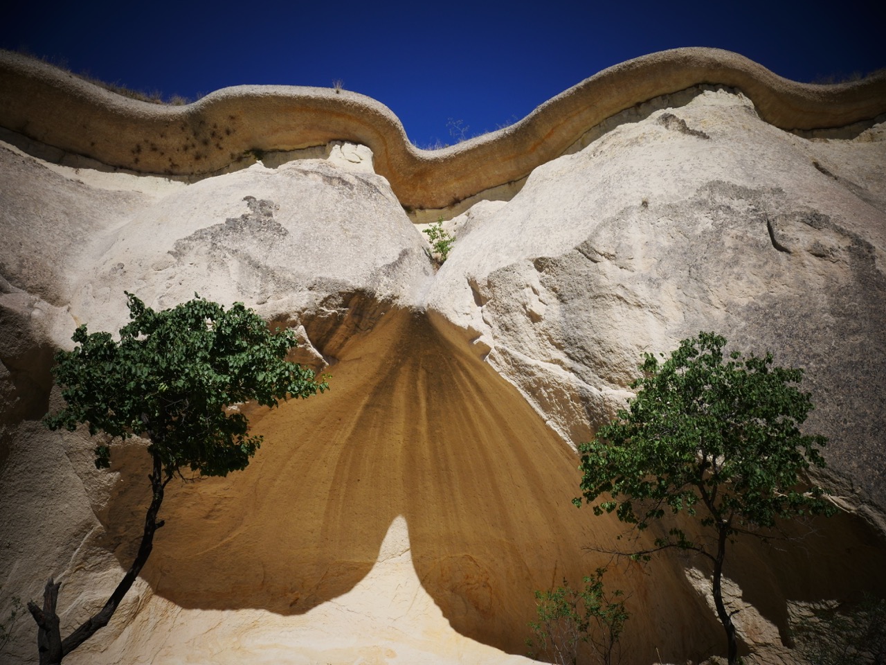 The Fogorellis Go Feral