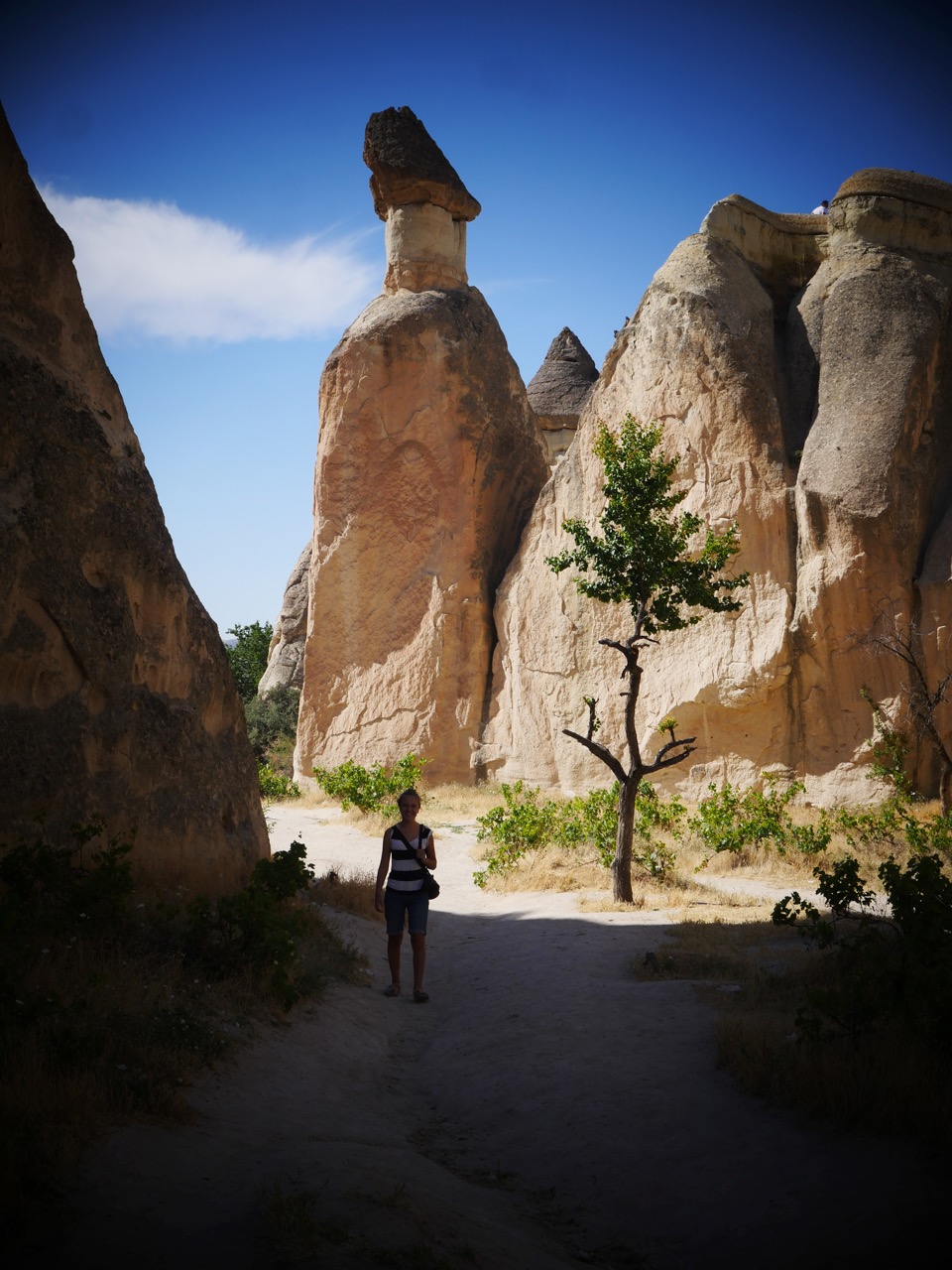 The Fogorellis Go Feral