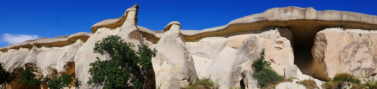 The Fogorellis Go Feral