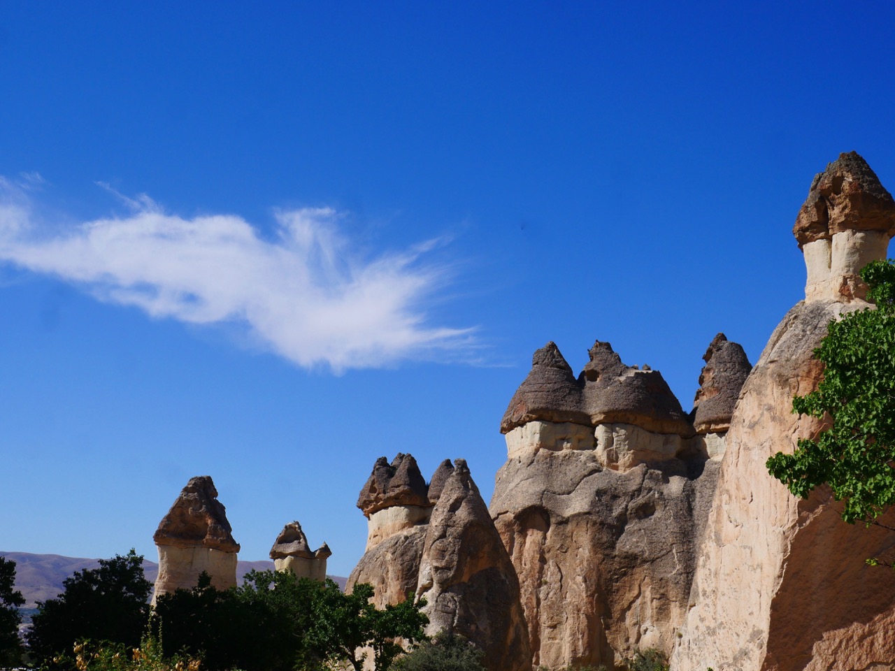 The Fogorellis Go Feral