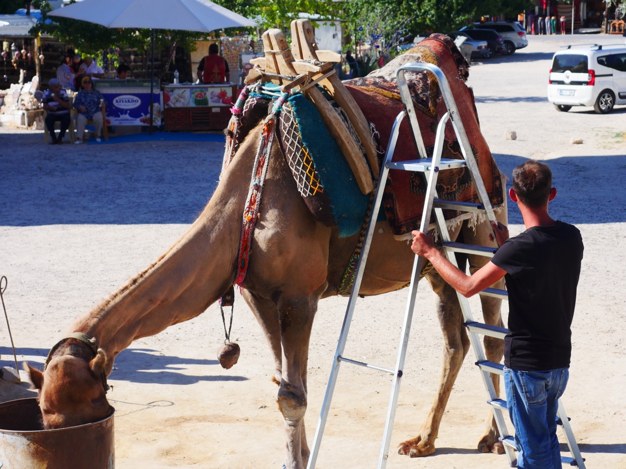 The Fogorellis Go Feral