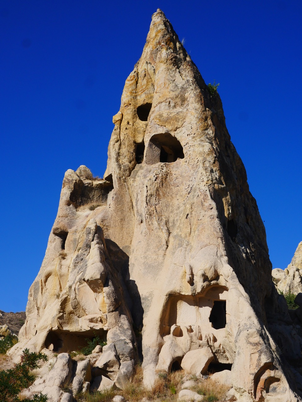 The Fogorellis Go Feral