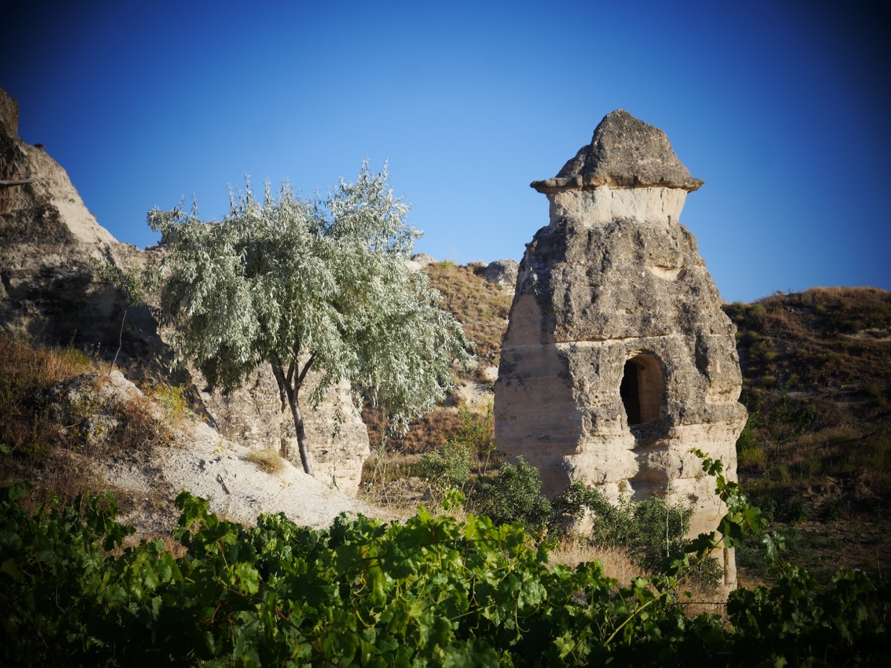 The Fogorellis Go Feral