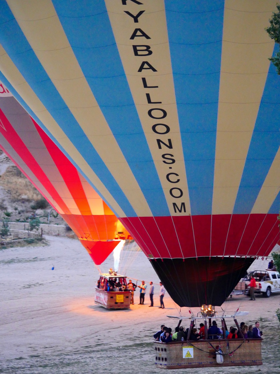 The Fogorellis Go Feral