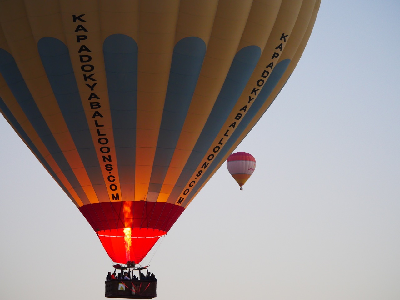 The Fogorellis Go Feral