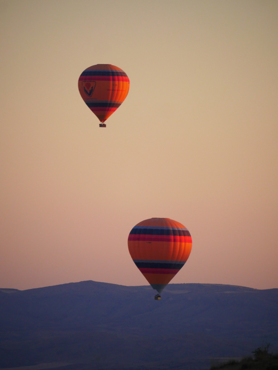 The Fogorellis Go Feral