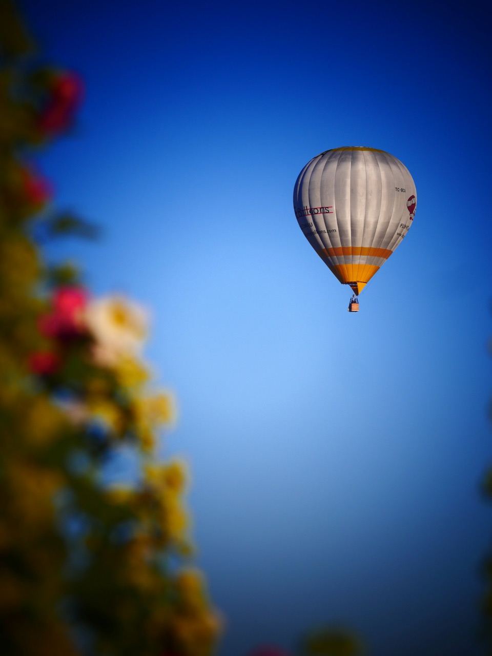 The Fogorellis Go Feral