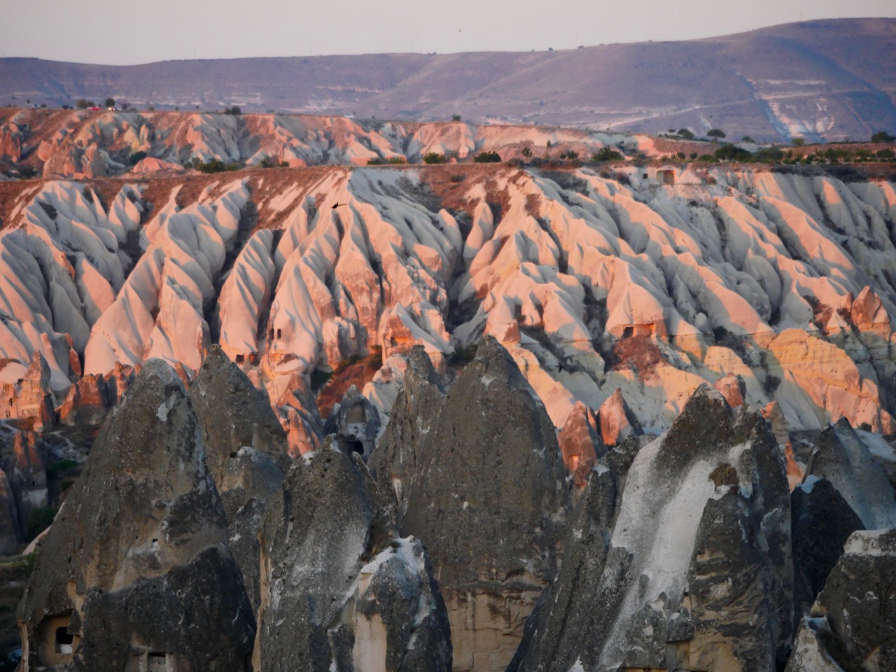 The Fogorellis Go Feral