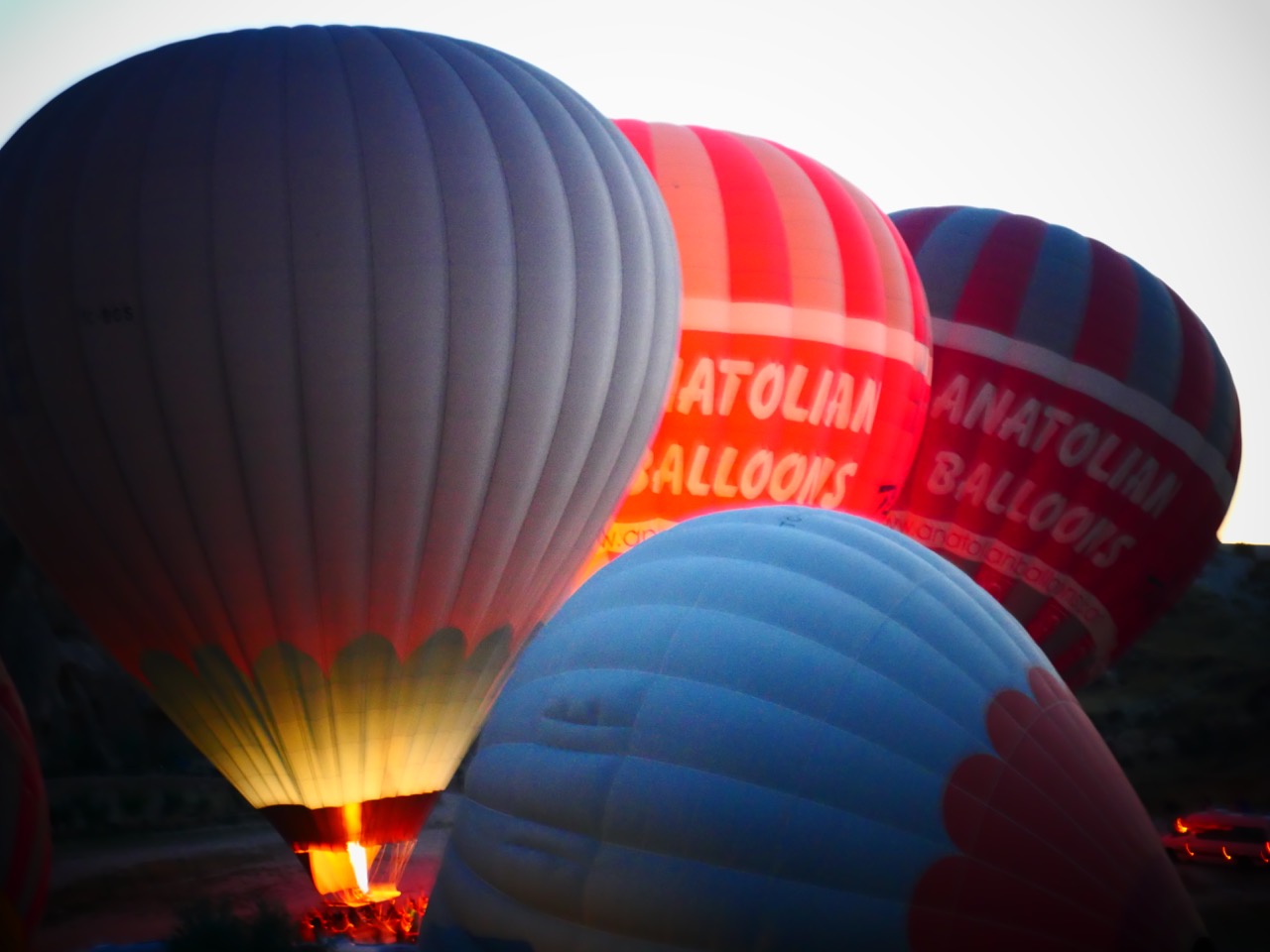 The Fogorellis Go Feral