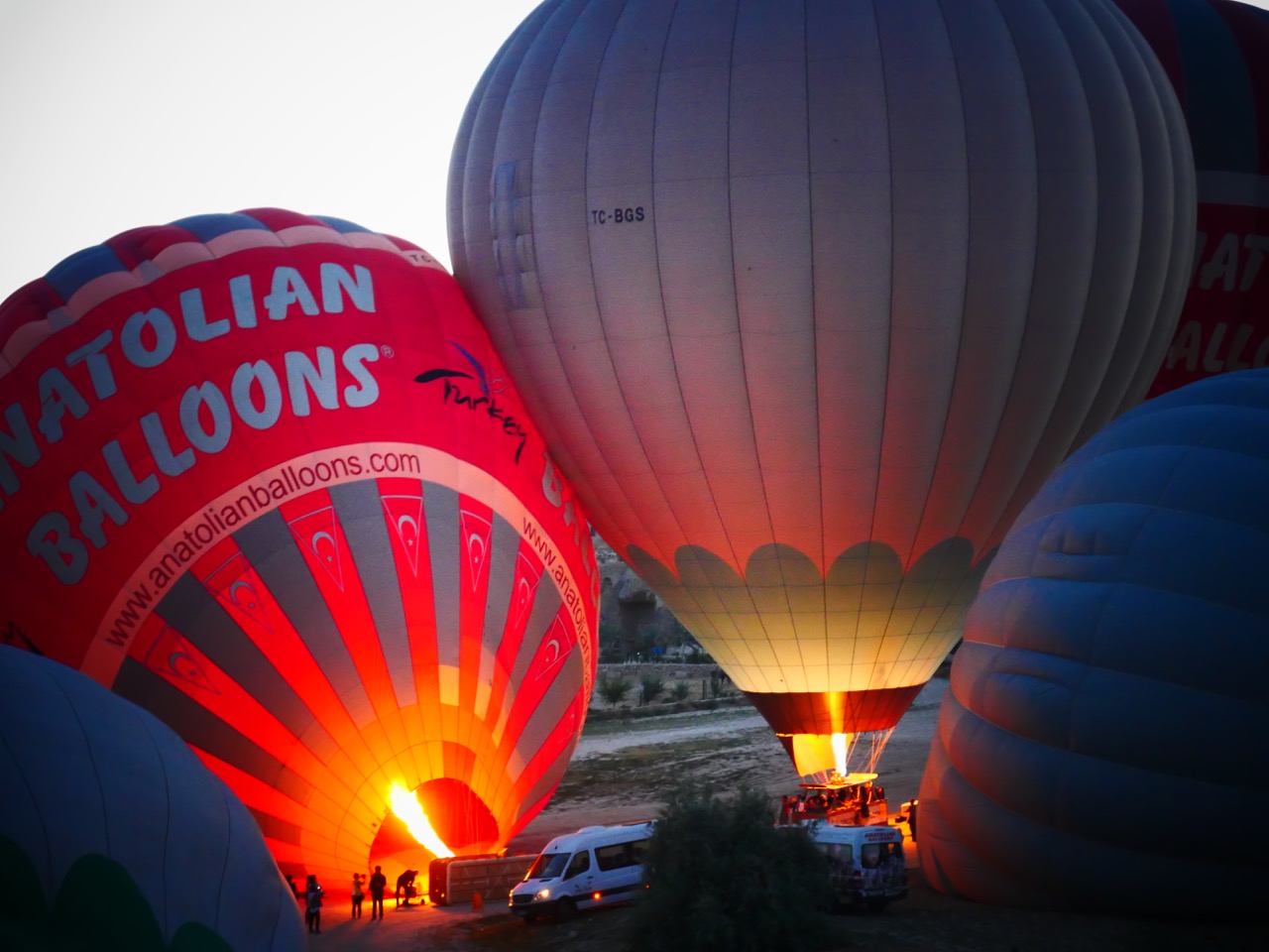 The Fogorellis Go Feral