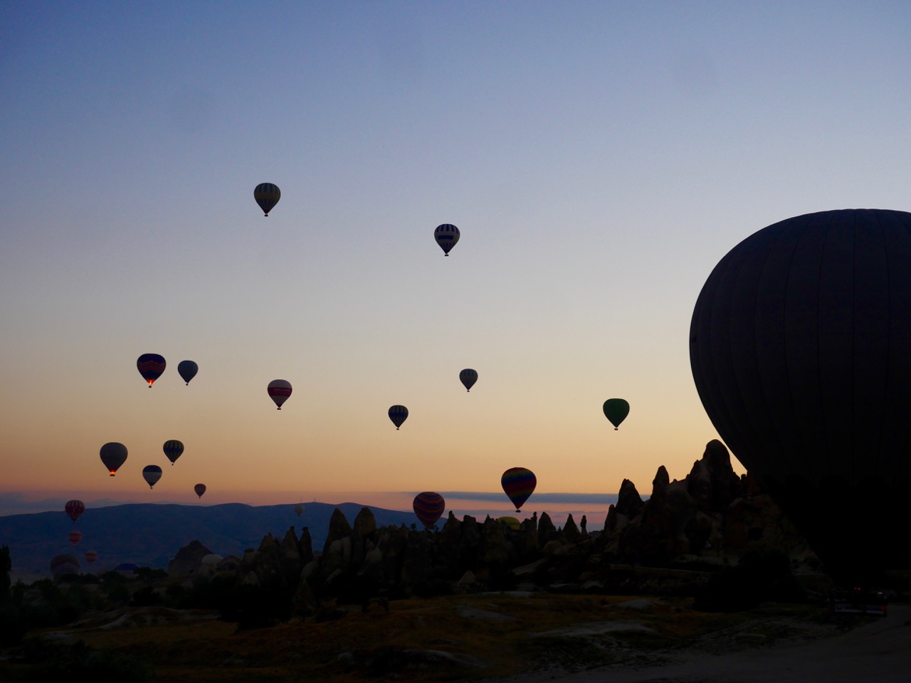 The Fogorellis Go Feral