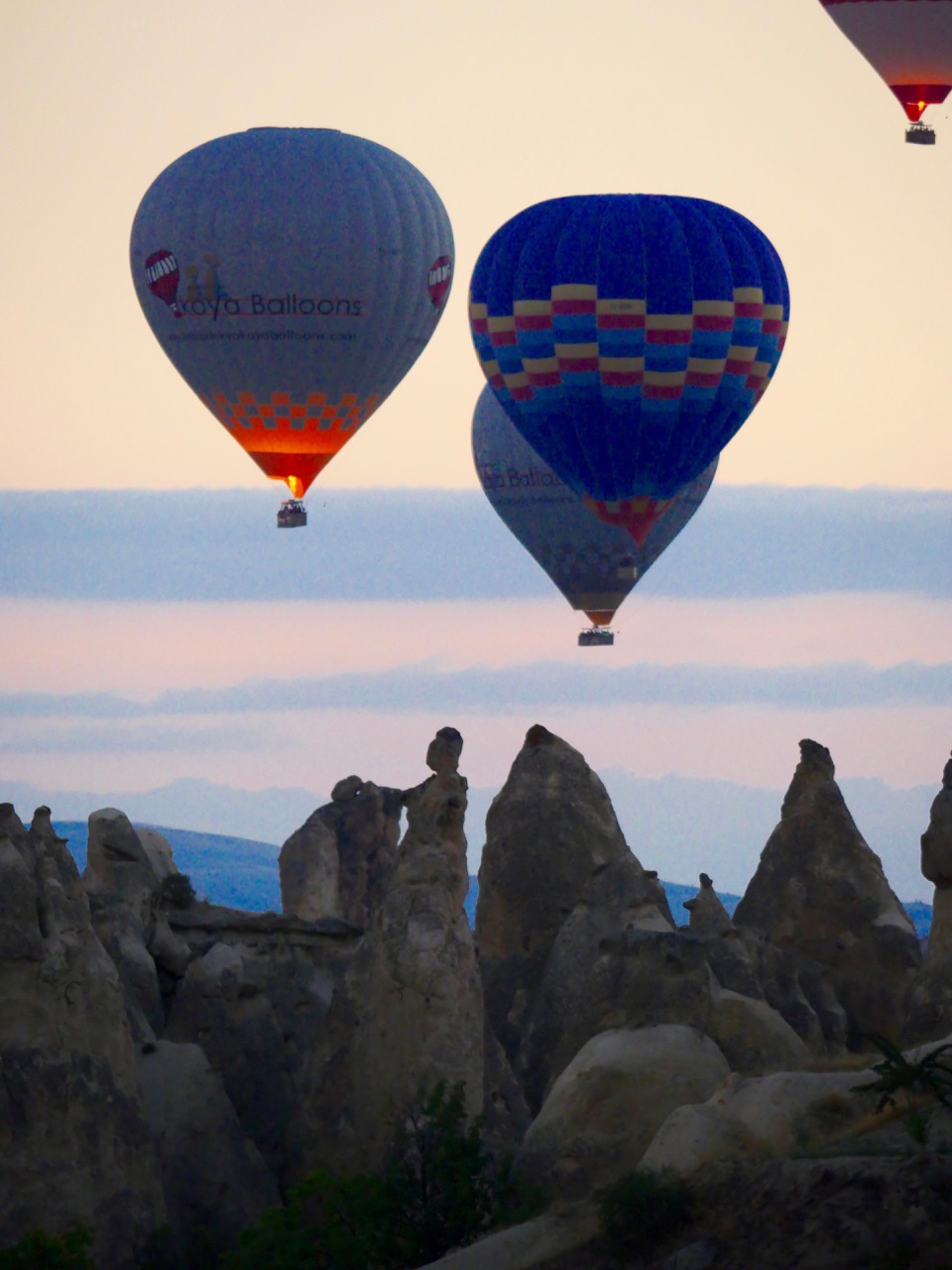 The Fogorellis Go Feral