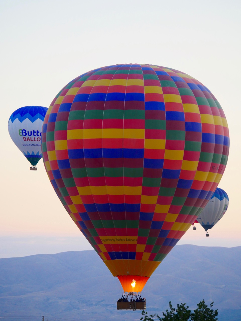 The Fogorellis Go Feral