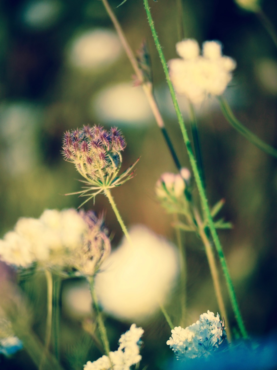 The Fogorellis Go Feral