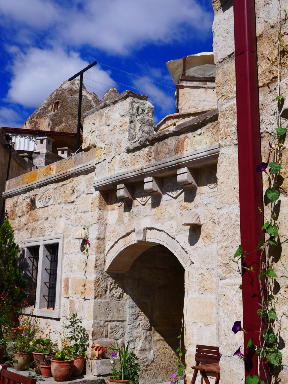 The Fogorellis Go Feral