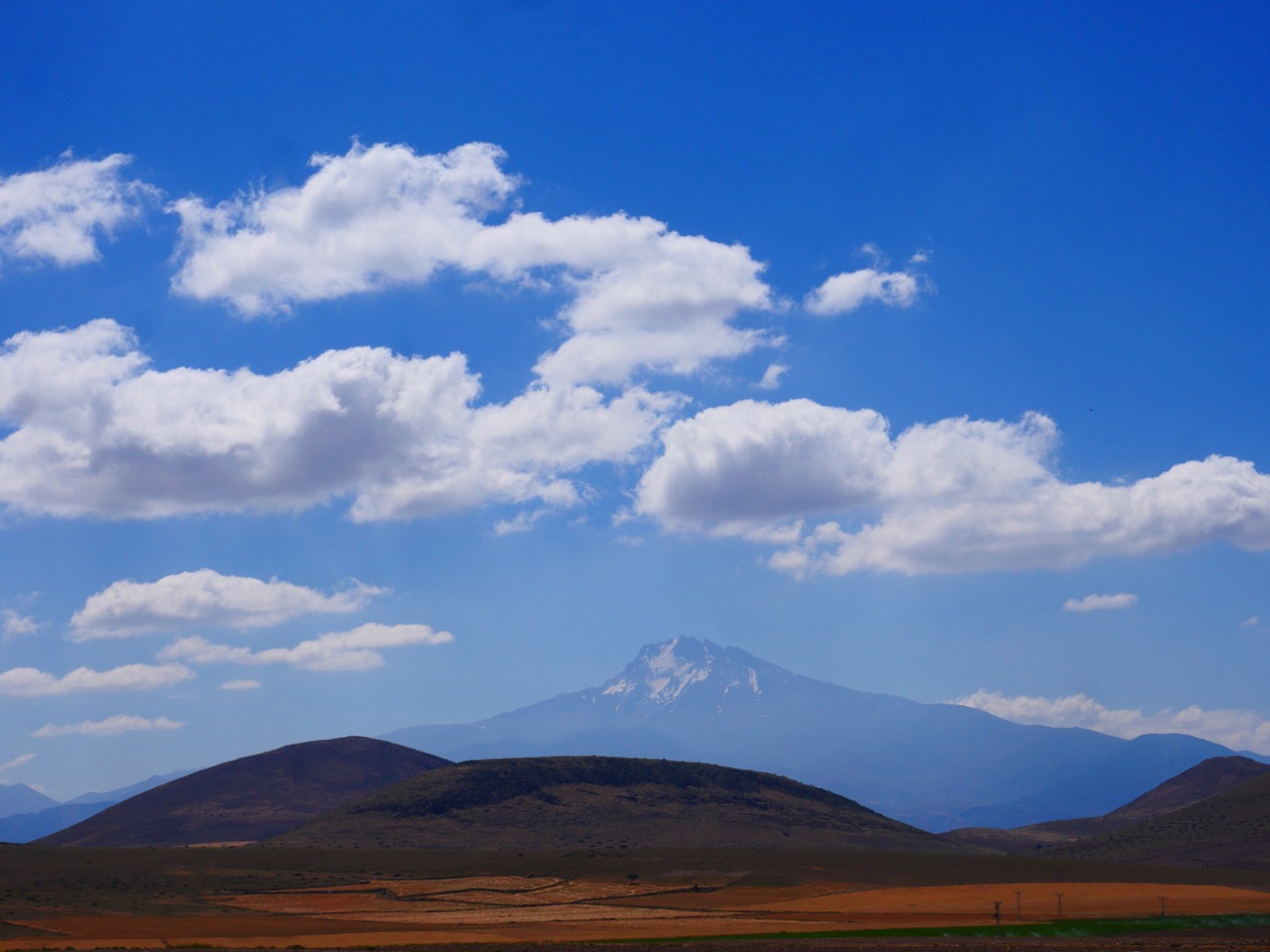 The Fogorellis Go Feral