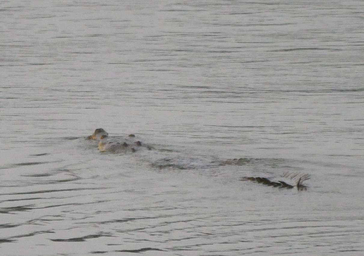 The Fogorellis Go Feral