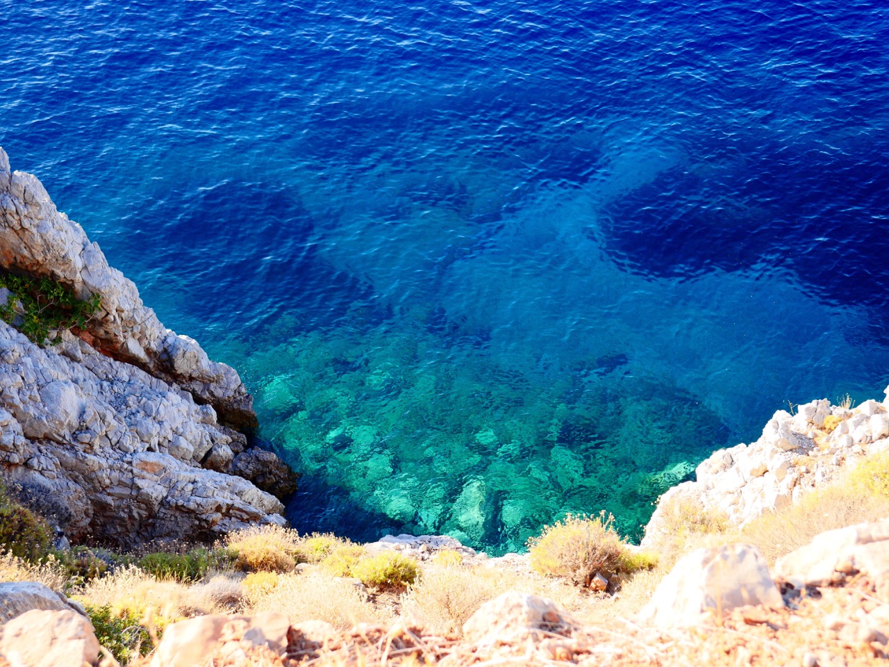 The Fogorellis Go Feral