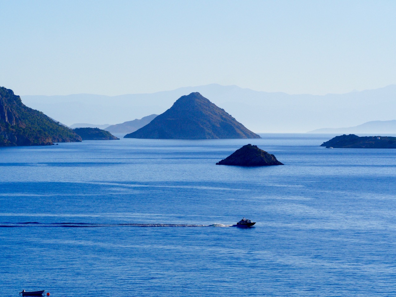 The Fogorellis Go Feral