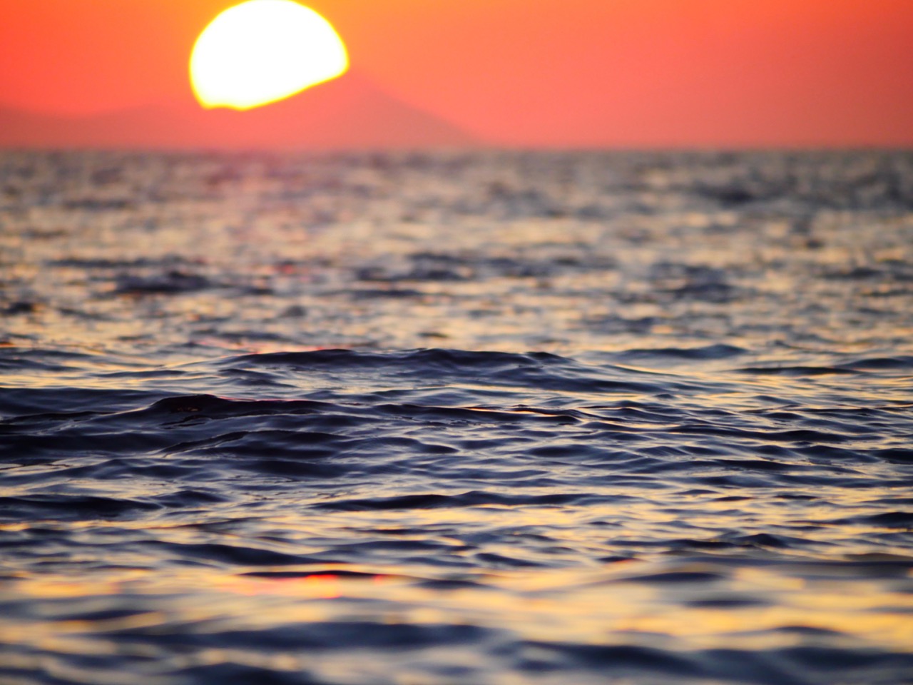 The Fogorellis Go Feral