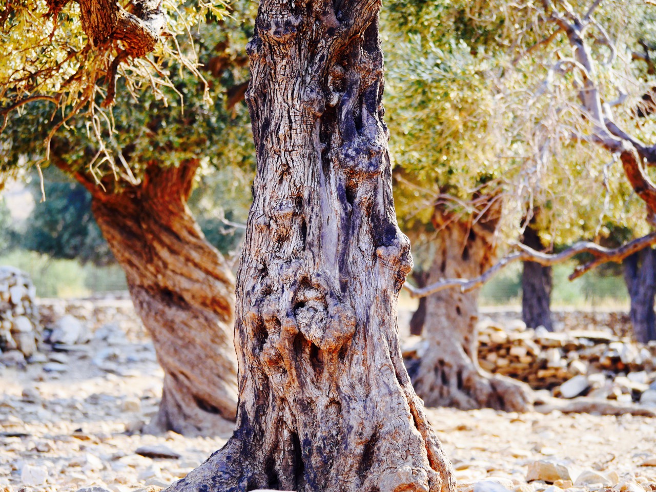 The Fogorellis Go Feral