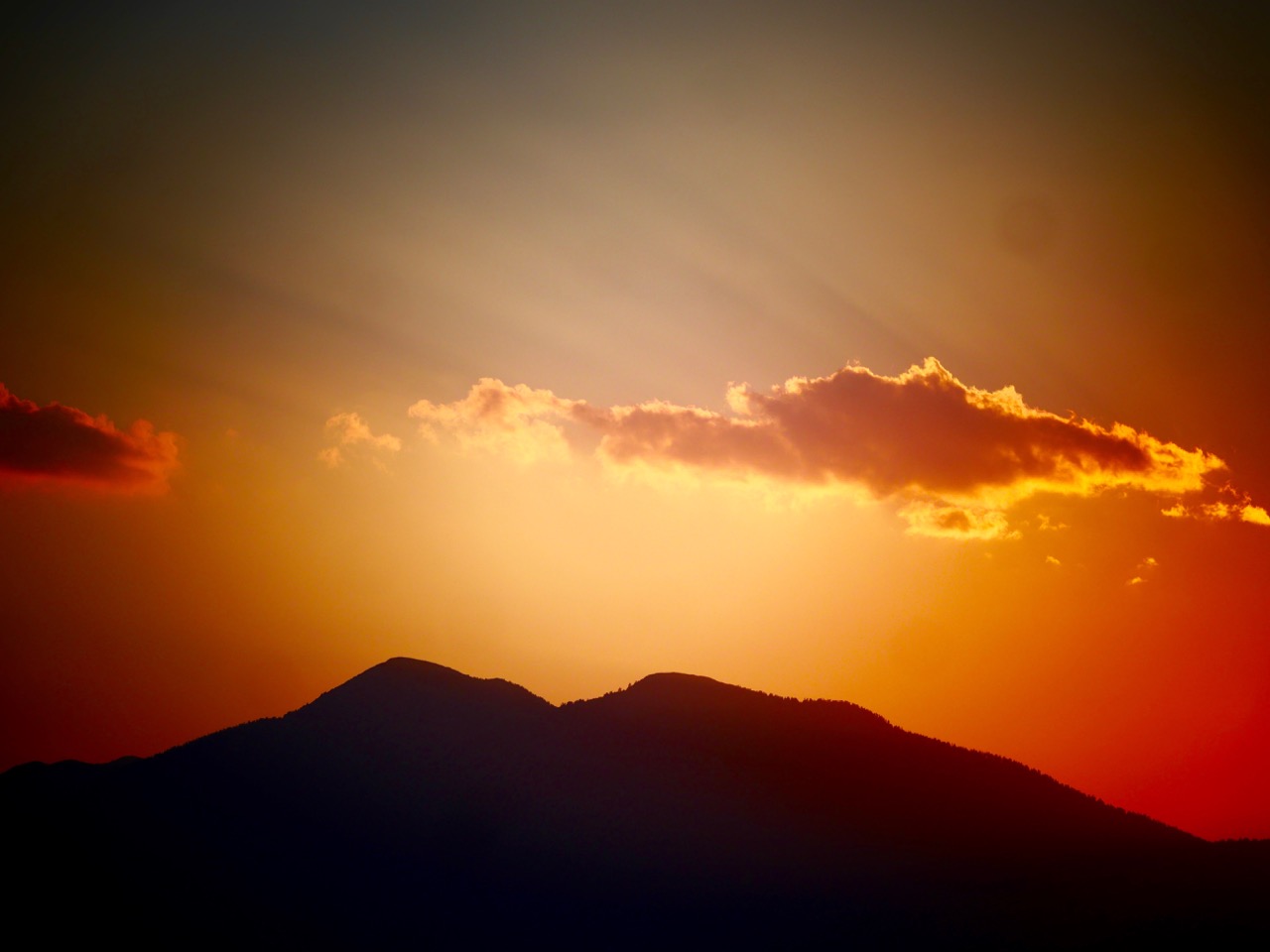 The Fogorellis Go Feral