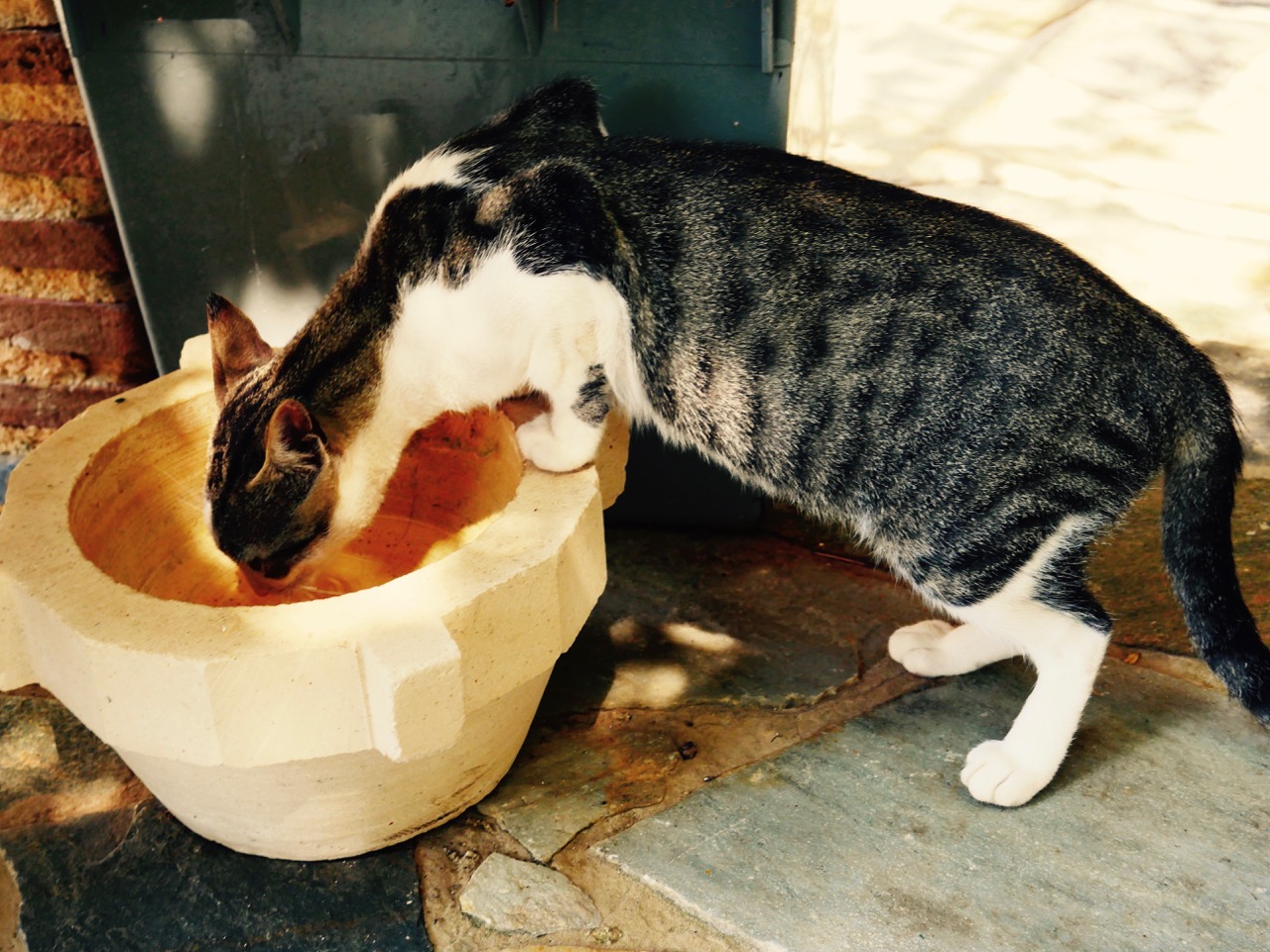 The Fogorellis Go Feral