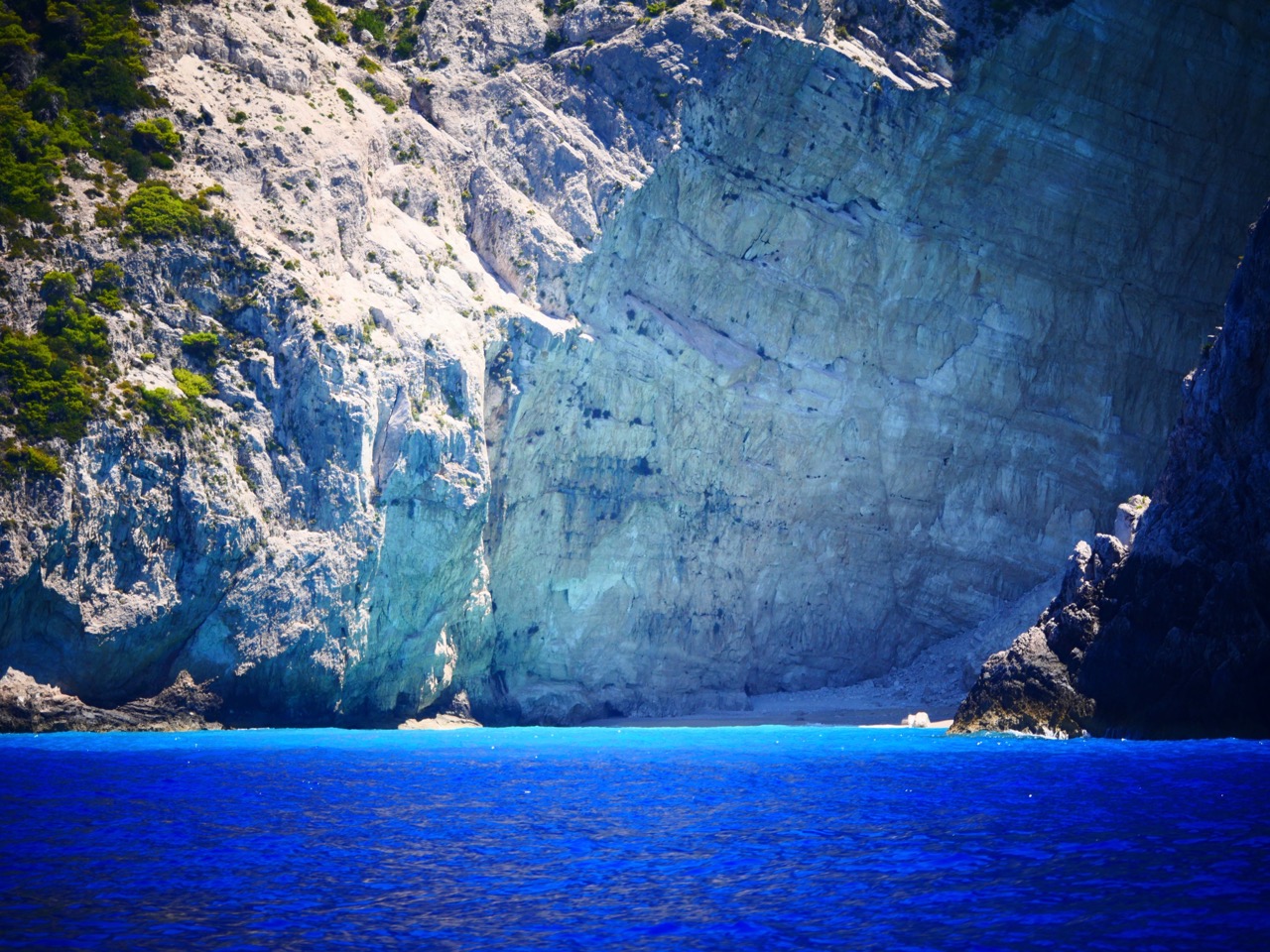 The Fogorellis Go Feral