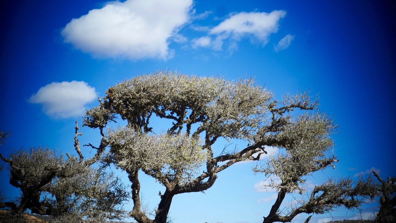 The Fogorellis Go Feral