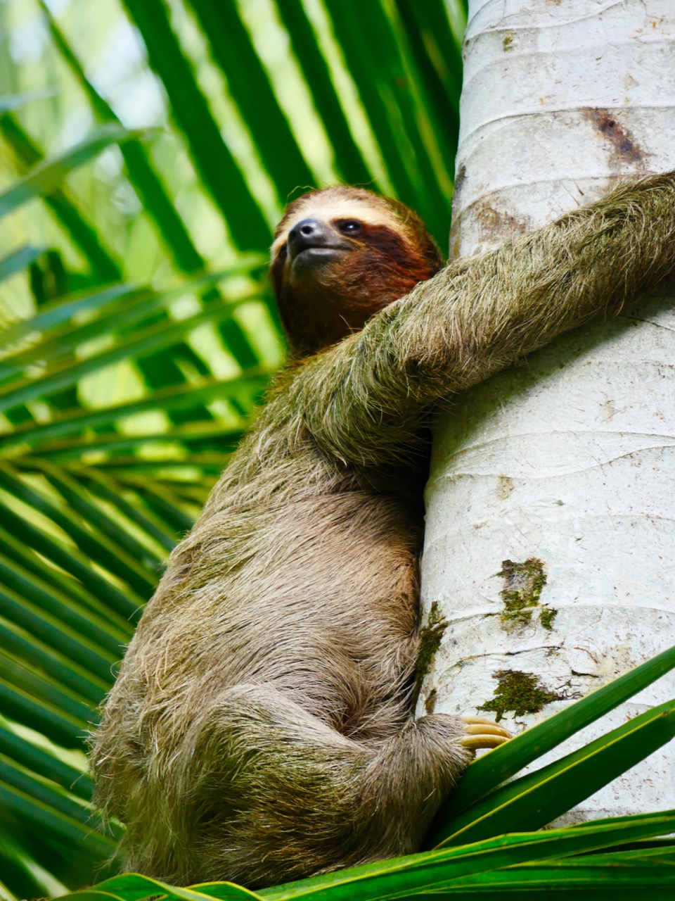 The Fogorellis Go Feral